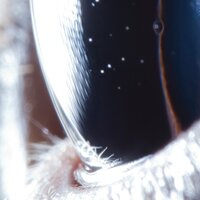 Roly Porter