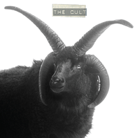 Naturally High - The Cult