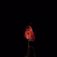 No Reasons - Tvbuu