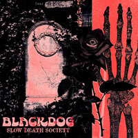 Black Dog