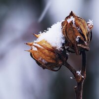 Snowy - Entspannungsmusik, Spa Relaxation & Spa, Trouble Sleeping Music Universe