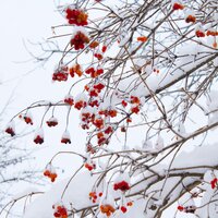 Santa Claus Is Coming to Town - Zen Meditate, Music for Reading, Christmas Piano Masters, Zen Meditate, Music for Reading