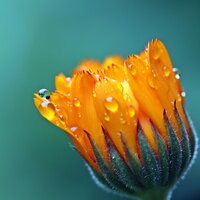Evening Showers - White Noise Baby Sleep, Spa & Spa, Study Alpha Waves, Study Alpha Waves, Spa & Spa