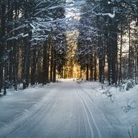 Tree-Mendous - Traditional Christmas Carols Ensemble, Relaxing Piano Music Consort, Nature Sounds Nature Music
