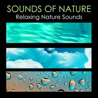 Gentle Rain and Love Birds Singing With Wind Sounds - Sounds of Nature White Noise for Mindfulness Meditation and Relaxation