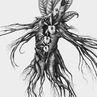 Sophora Tetraptera - Botanist