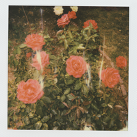 dead girl in the pool. - girl in red