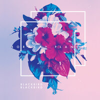 All - Blackbird Blackbird